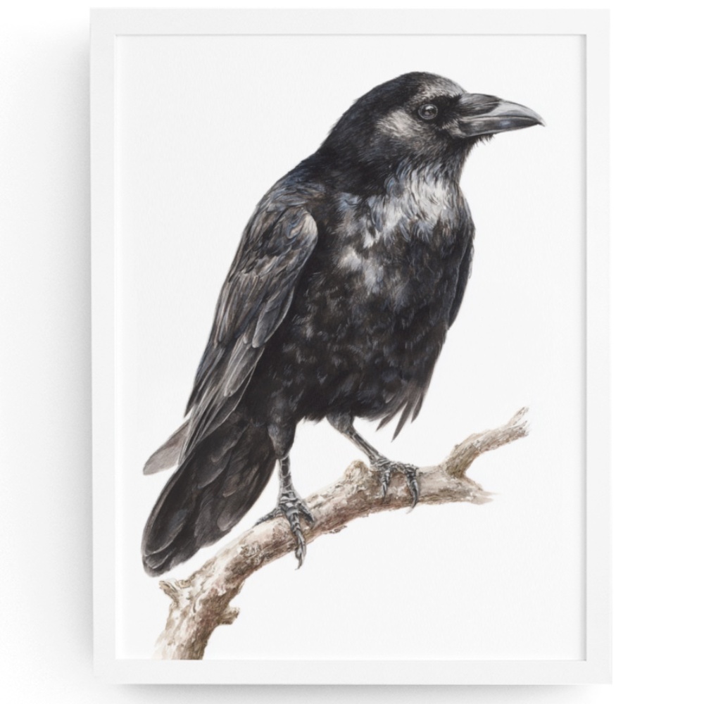 Watercolor Black Crow Wall Art Print Unframed - Black Bird Illustration Artwork - Picture 1 of 6